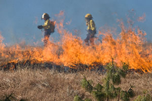 Firefighters battling a grass fire