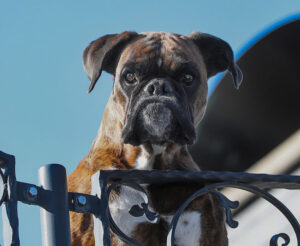 Boxer guard dog looks over an iron fence