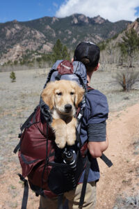 Image of a young golden retriever in a backpack