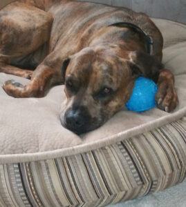 Image of a dog with a ball on his bed.