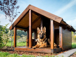 German shepherd resting in its wooden kennel
