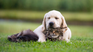 A Golden Lab puppy laying on top of a cat.