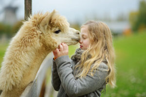 Cute young girl stroking an alpaca at a farm zoo on autumn day. Child feeding a llama on an animal farm. Kid at a petting zoo at fall. Active leisure children outdoor.