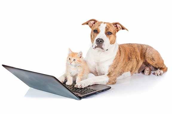Cat and Dog Image