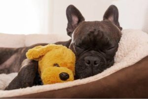 Small black dog sleeping while cuddling toy dog
