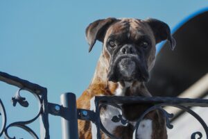 Image of a boxer guard dog looking over a fence.