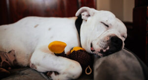 Image of a dog asleep hugging a toy.