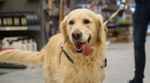 Image of a golden retriever in a store.