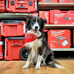 Image of Cooper, the store pooch at Morris Hardware