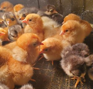 Chicks for sale