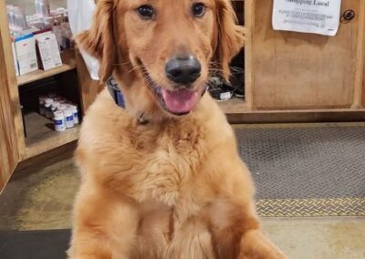 Kal the shop dog