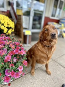 Mazo Hardware's shop dog Merlot