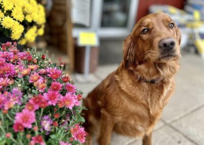 Mazo Hardware's shop dog Merlot