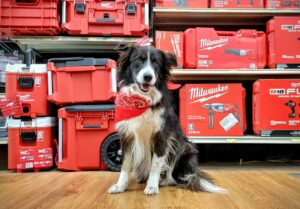 Morris Hardware's shop dog, Cooper