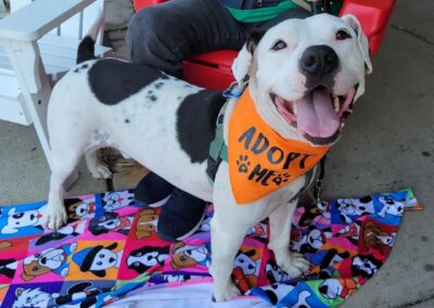 Rosedale Town & Country pet adoption event.