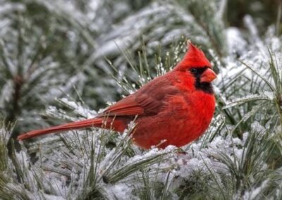 Weist Hardware cardinal