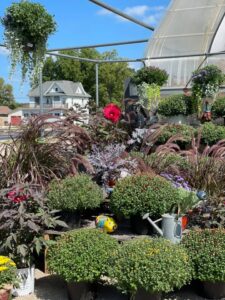 Mazo Hardware's garden center
