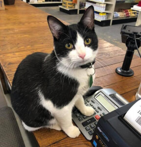 The Casto Trading company cat on the checkout stand.