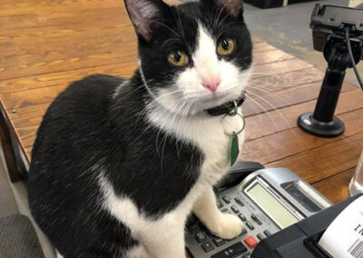 The Casto Trading company cat on the checkout stand.